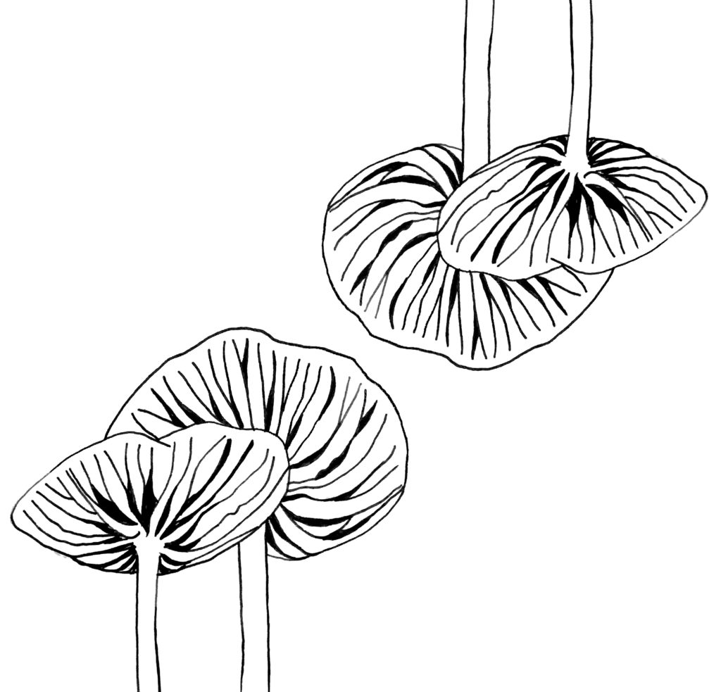 Mushroom Stick and Pole